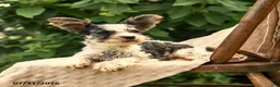Biewer Terrier dogs for sale: Bud - Ad 4