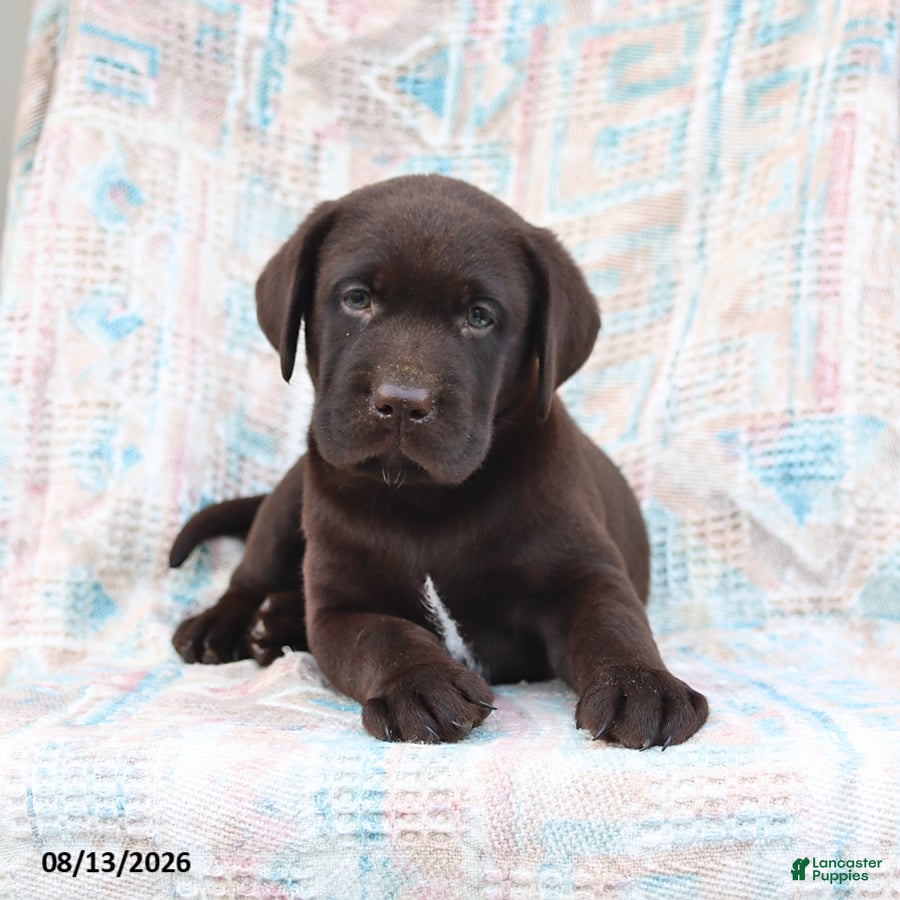 Labrador Retriever dogs Remmi - Ad 2