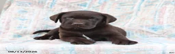 Labrador Retriever dogs for sale: Remmi - Ad 2