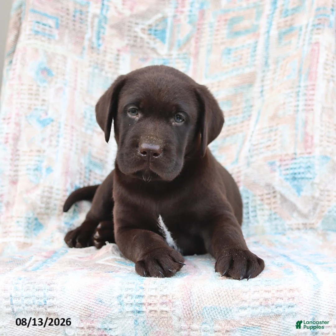 Labrador Retriever dogs for sale: Remmi - Ad 2