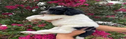 Goldendoodle dogs for sale: Buddy - Ad 5