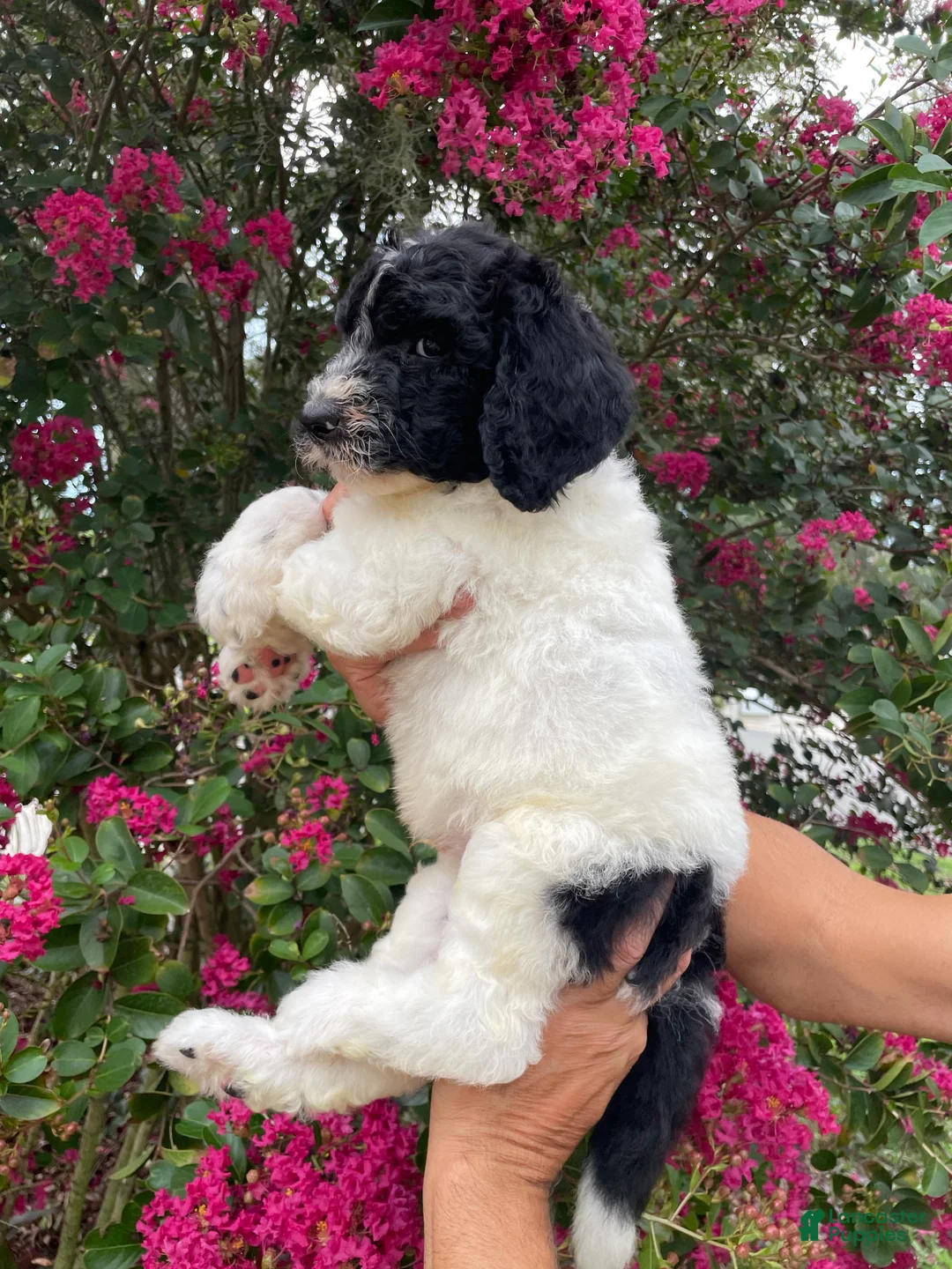 Goldendoodle dogs for sale: Buddy - Ad 5