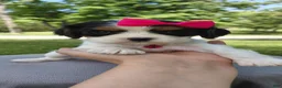 Mixed Breed dogs for sale: Vienna_Female - Ad 3