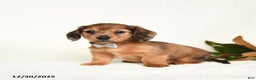 Miniature Dachshund dogs for sale: Chance - Ad 4