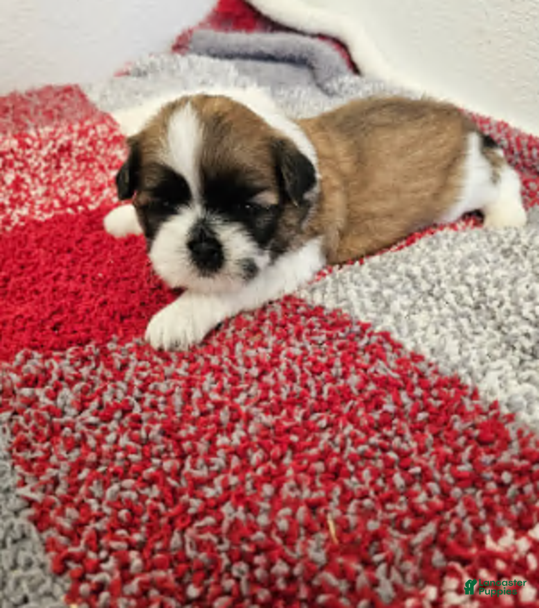 Shih Tzu dogs for sale: Nebo Ckc - Ad 5