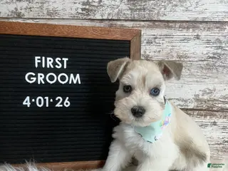 Miniature Schnauzer dogs Judy - Ad 2