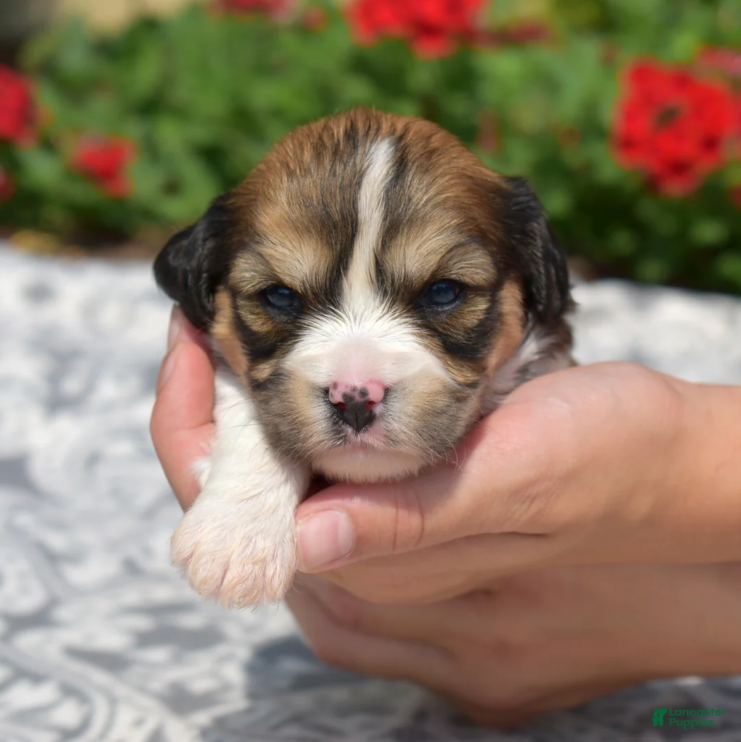 Cavachon dogs for sale: Navy - Ad 1