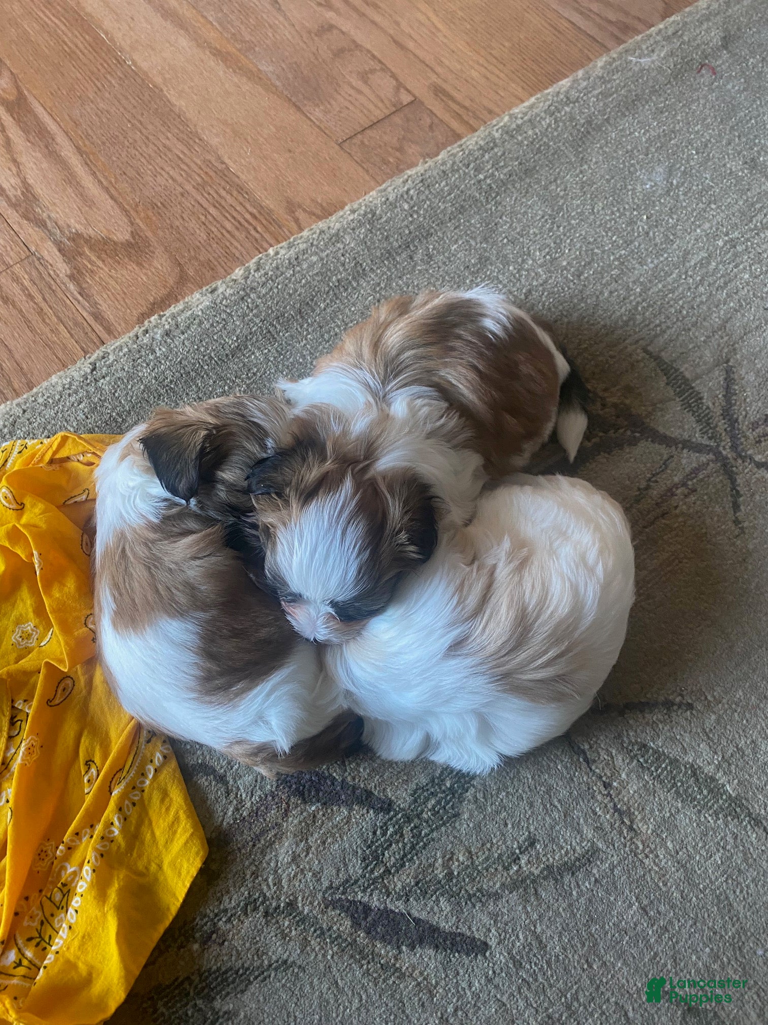 Teddy Bear dogs Teddy Bear 3 - Ad 2