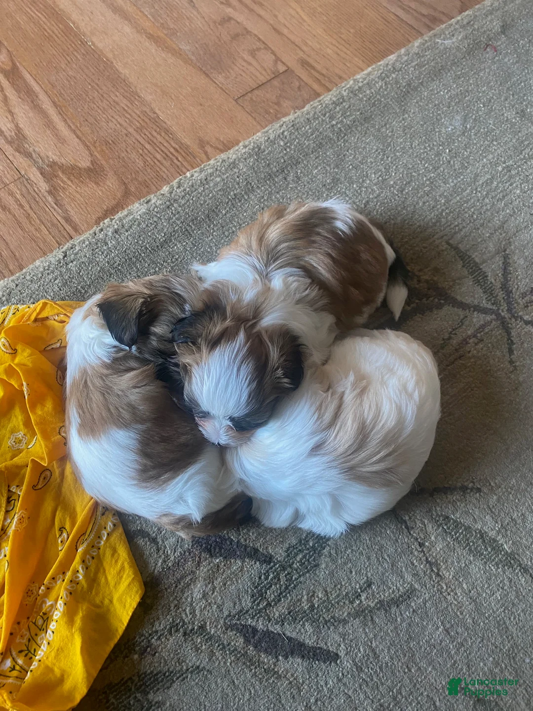 Teddy Bear dogs for sale: Teddy Bear 3 - Ad 2