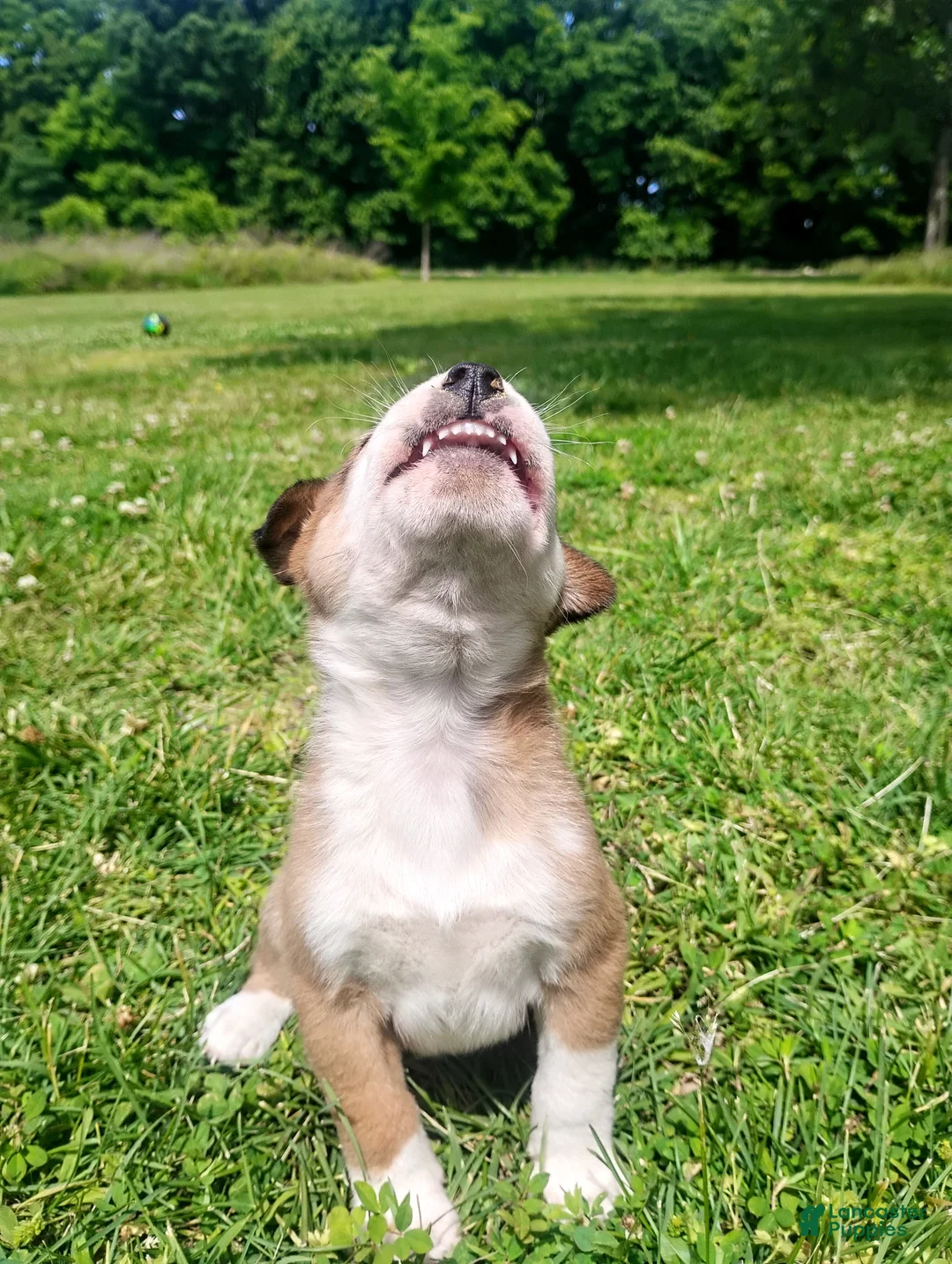 Mixed Breed dogs for sale: Mixed Breed Puppy 1 - Ad 2