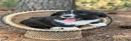 Mixed Breed dogs for sale: Black collar boy  - Ad 3