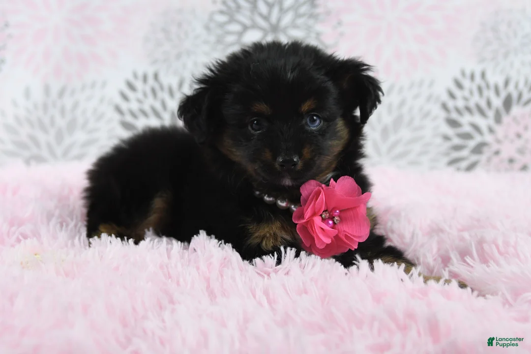 Toy Australian Shepherd dogs for sale: Brittlyn - Ad 18