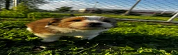 Mixed Breed dogs for sale: K'adare - Ad 14
