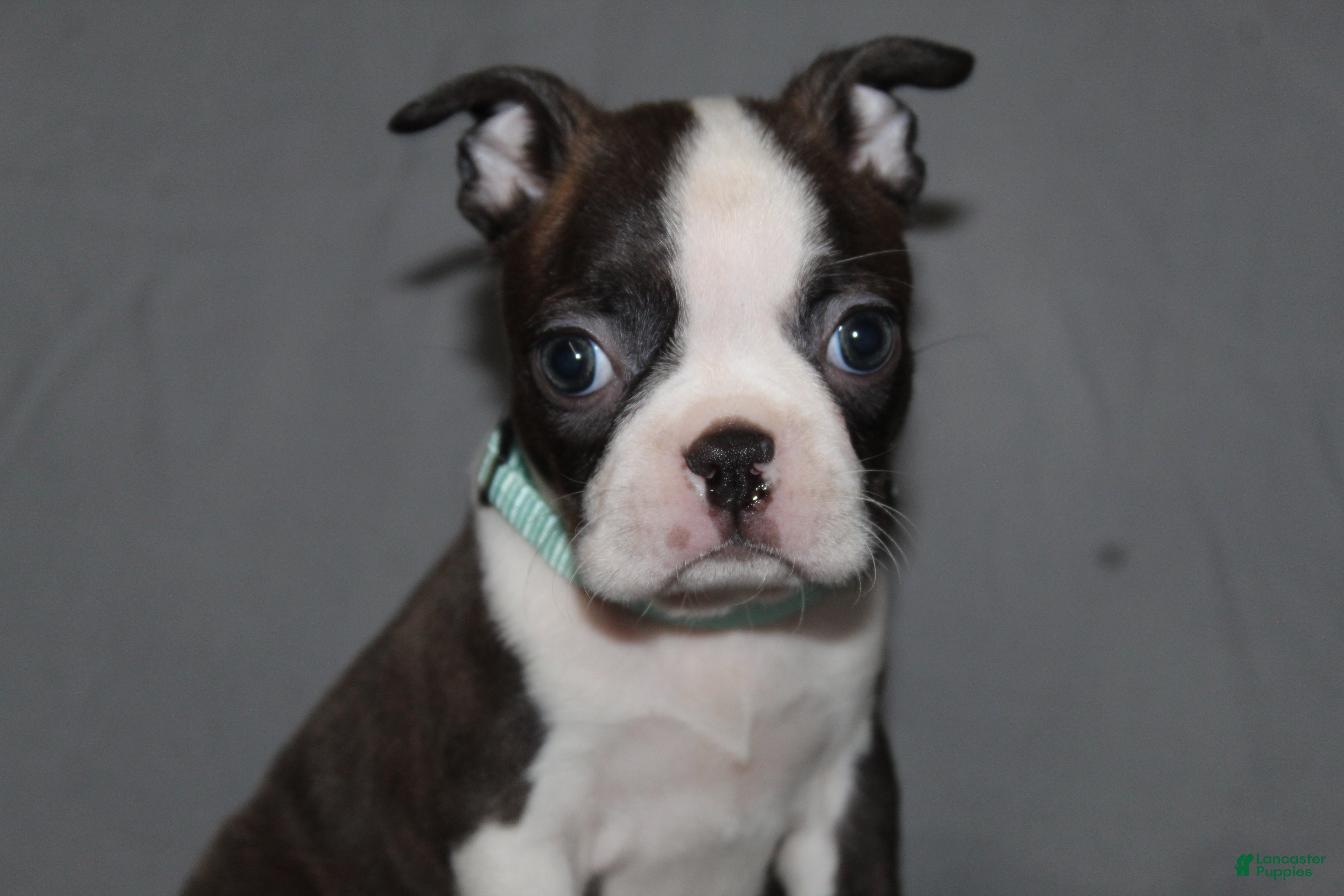 Boston Terrier dogs Lucy - Ad 1