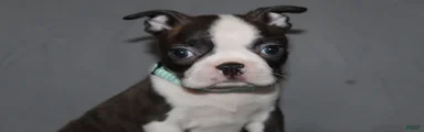 Lucy