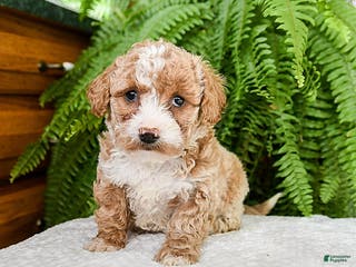 Bichpoo dogs Latchia - Ad 5