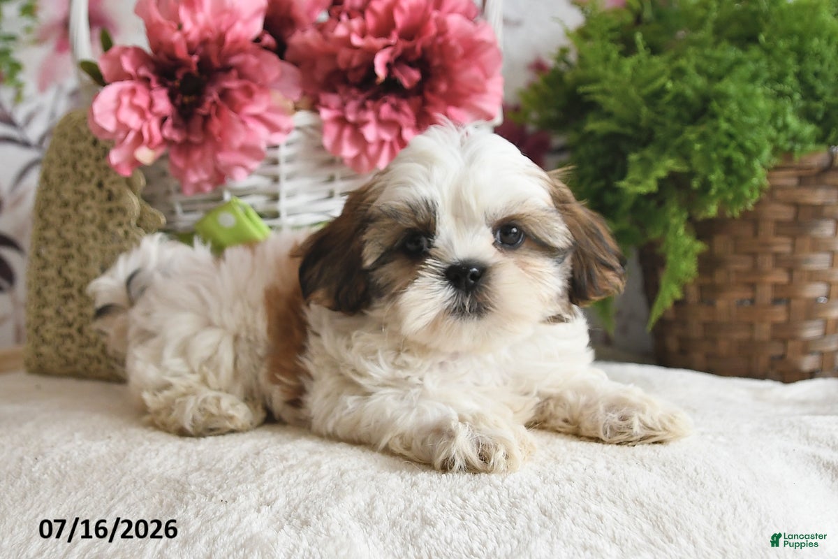 Shih Tzu dogs Ray - Ad 2