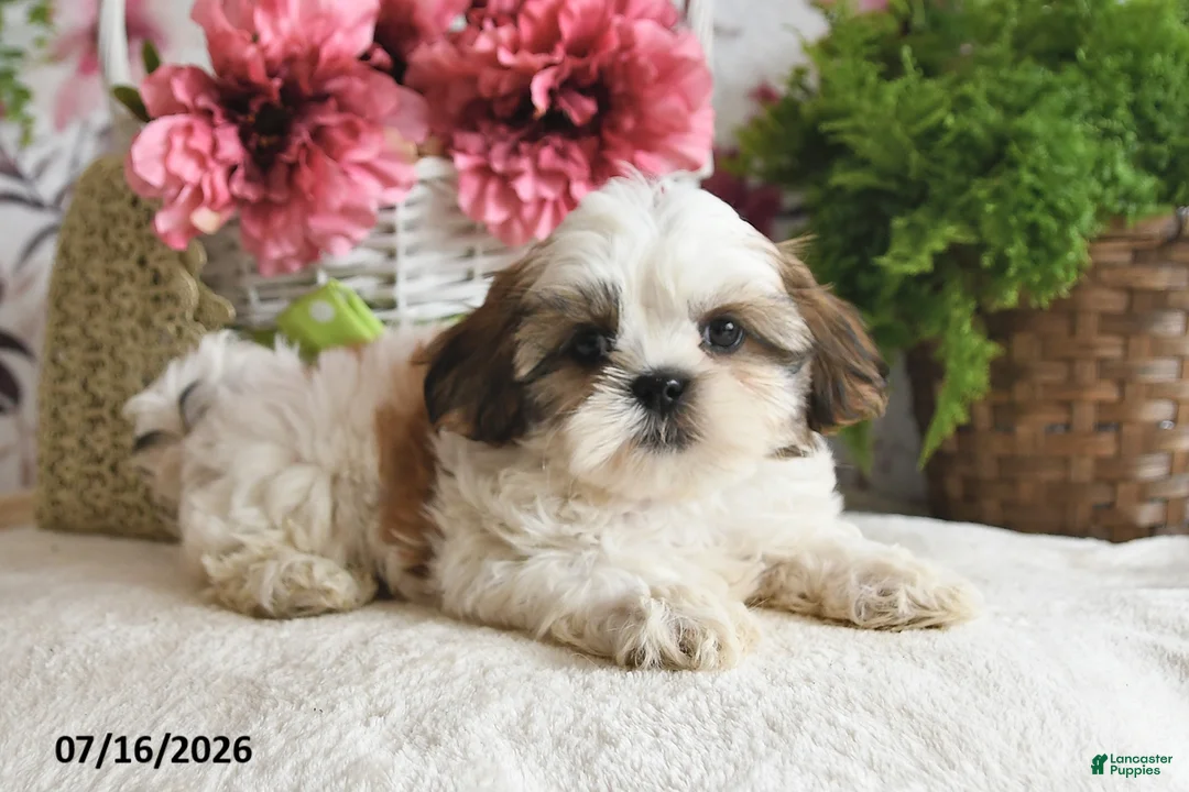 Shih Tzu dogs for sale: Ray - Ad 2