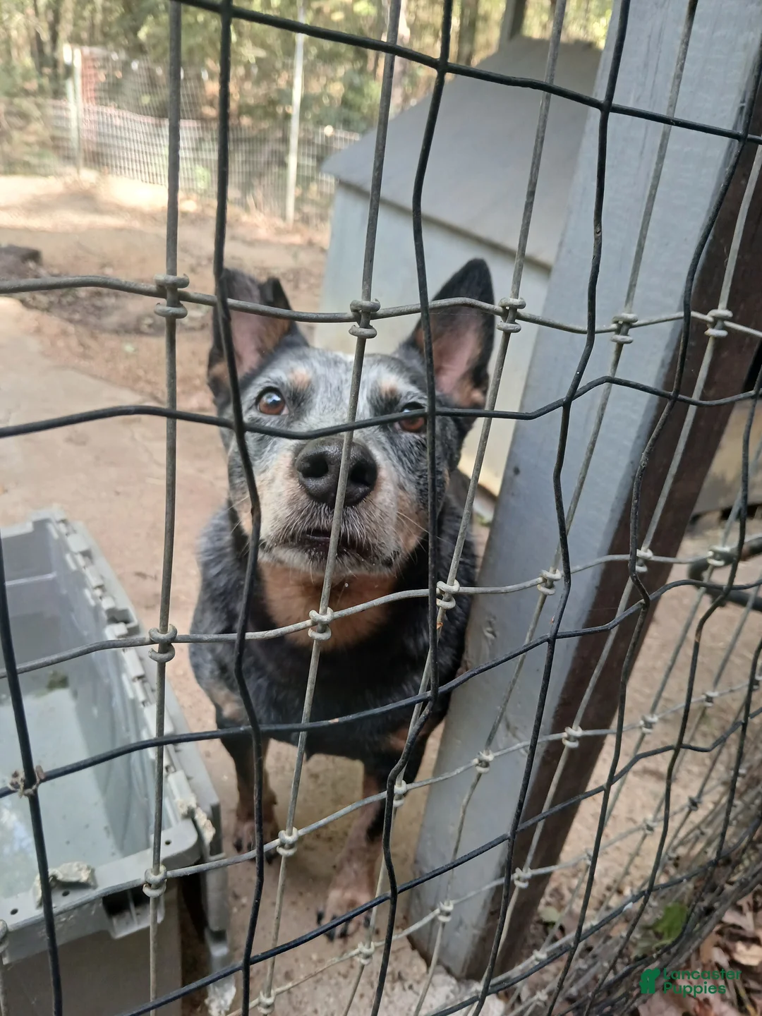 Australian Cattle Dog dogs for sale: Australian Cattle Dog 1 - Ad 2