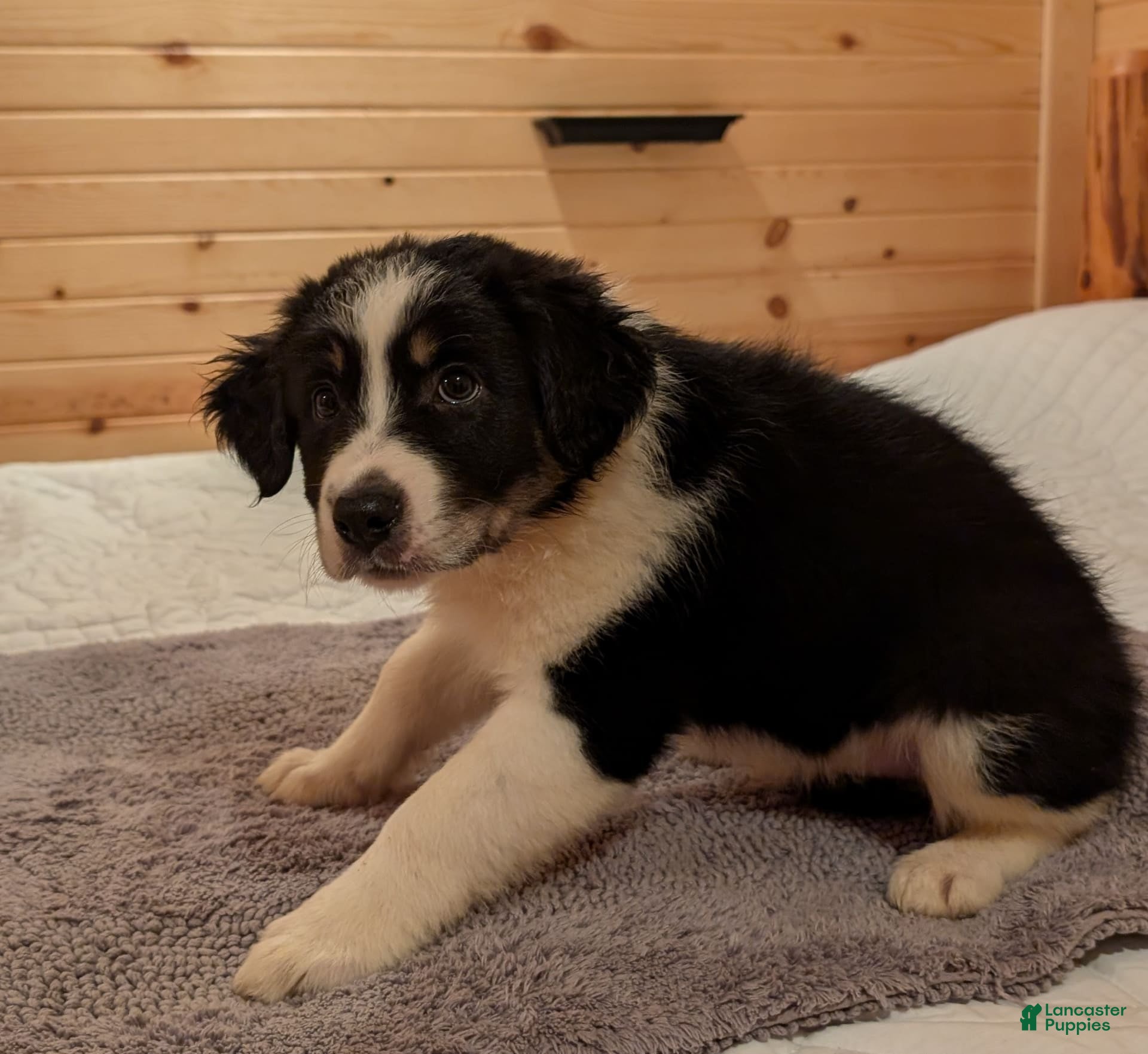 Border Collie dogs Rex - Ad 19