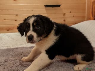 Border Collie dogs Rex - Ad 27