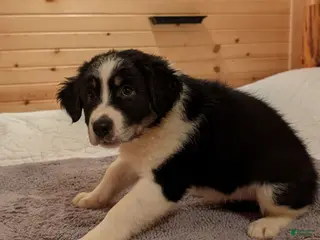 Border Collie dogs Rex - Ad 11