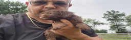 Mini Goldendoodle dogs for sale: Kaley - Ad 3