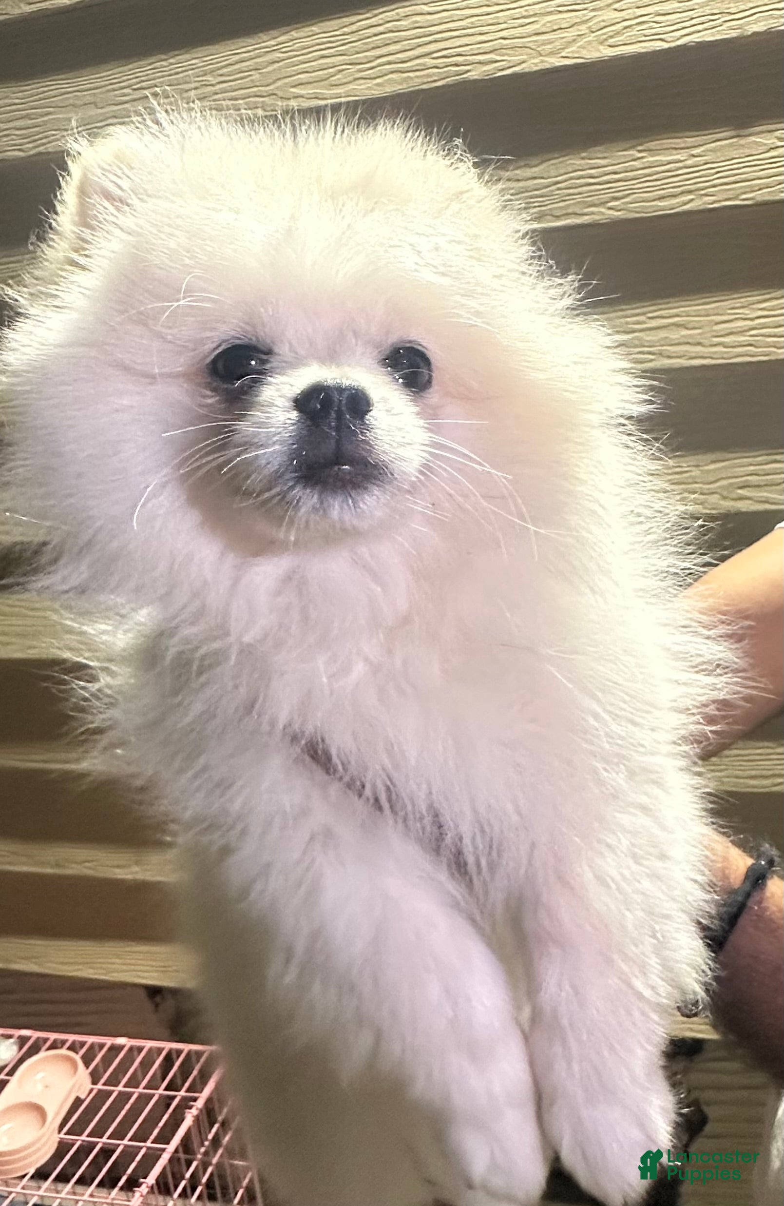 Pomeranian dogs White male Pomeranian  - Ad 1