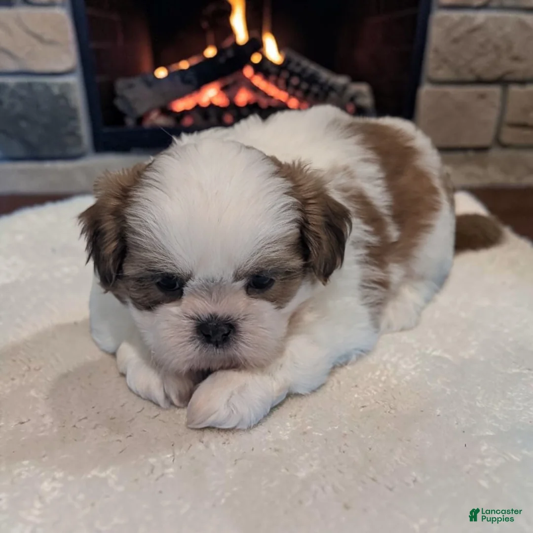 Shih Tzu dogs for sale: Duffy - Ad 2