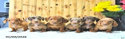 Miniature Dachshund dogs for sale: Milo - Ad 5