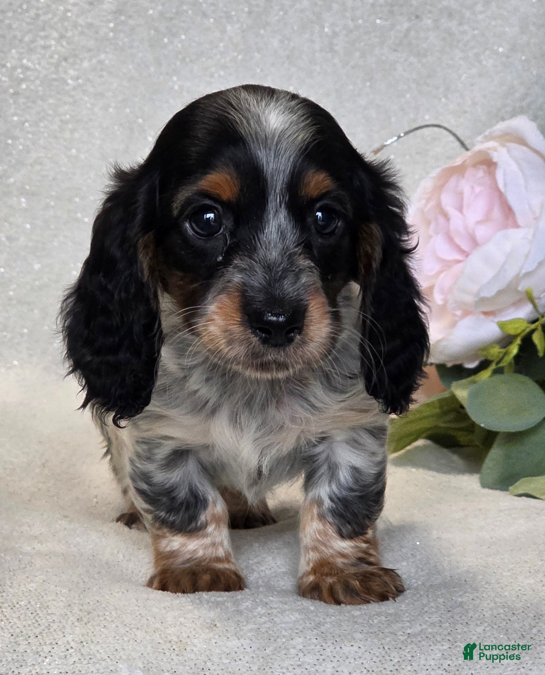 Miniature Dachshund dogs Roxie - Ad 2