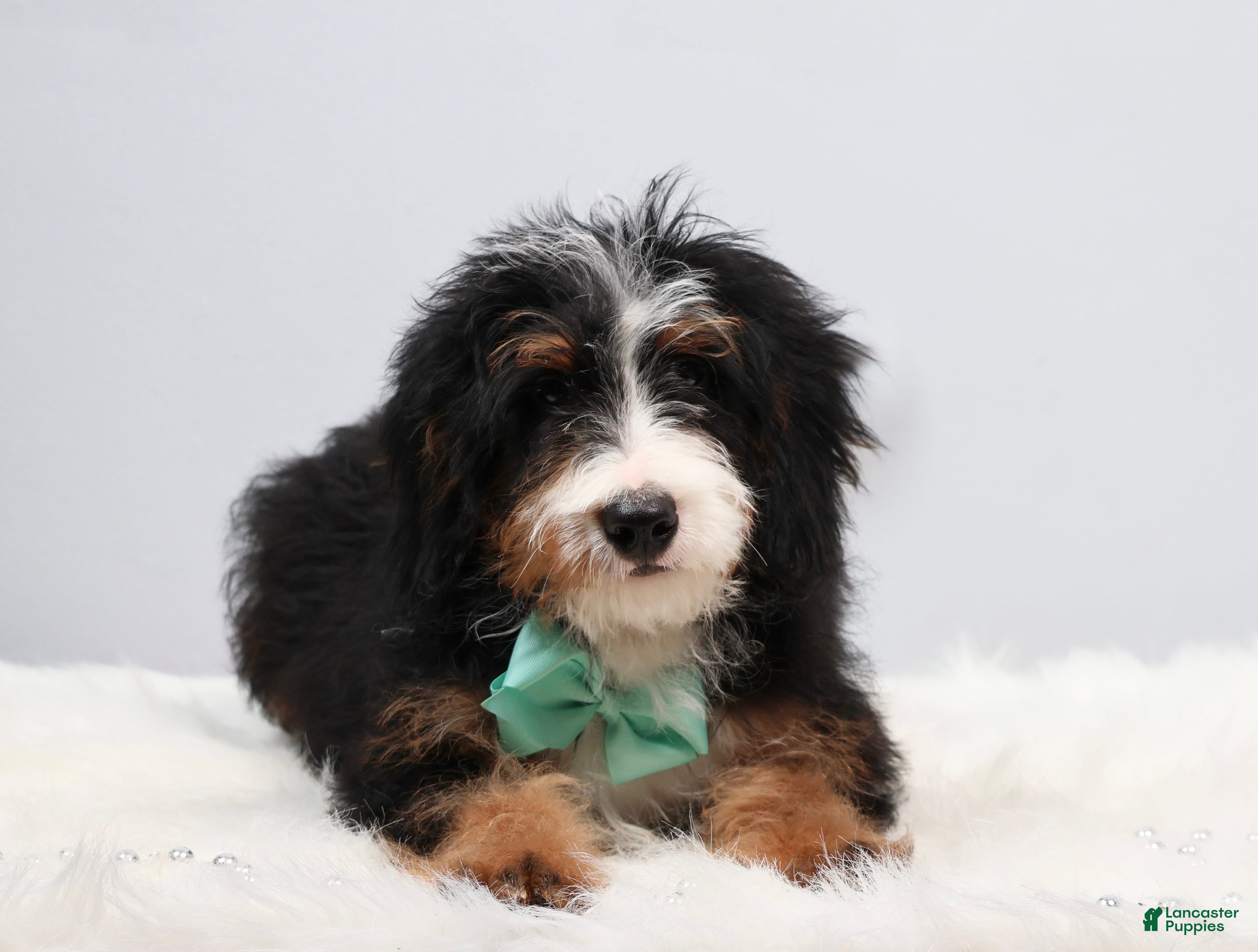 Mini Bernedoodle dogs Dakota - Ad 1