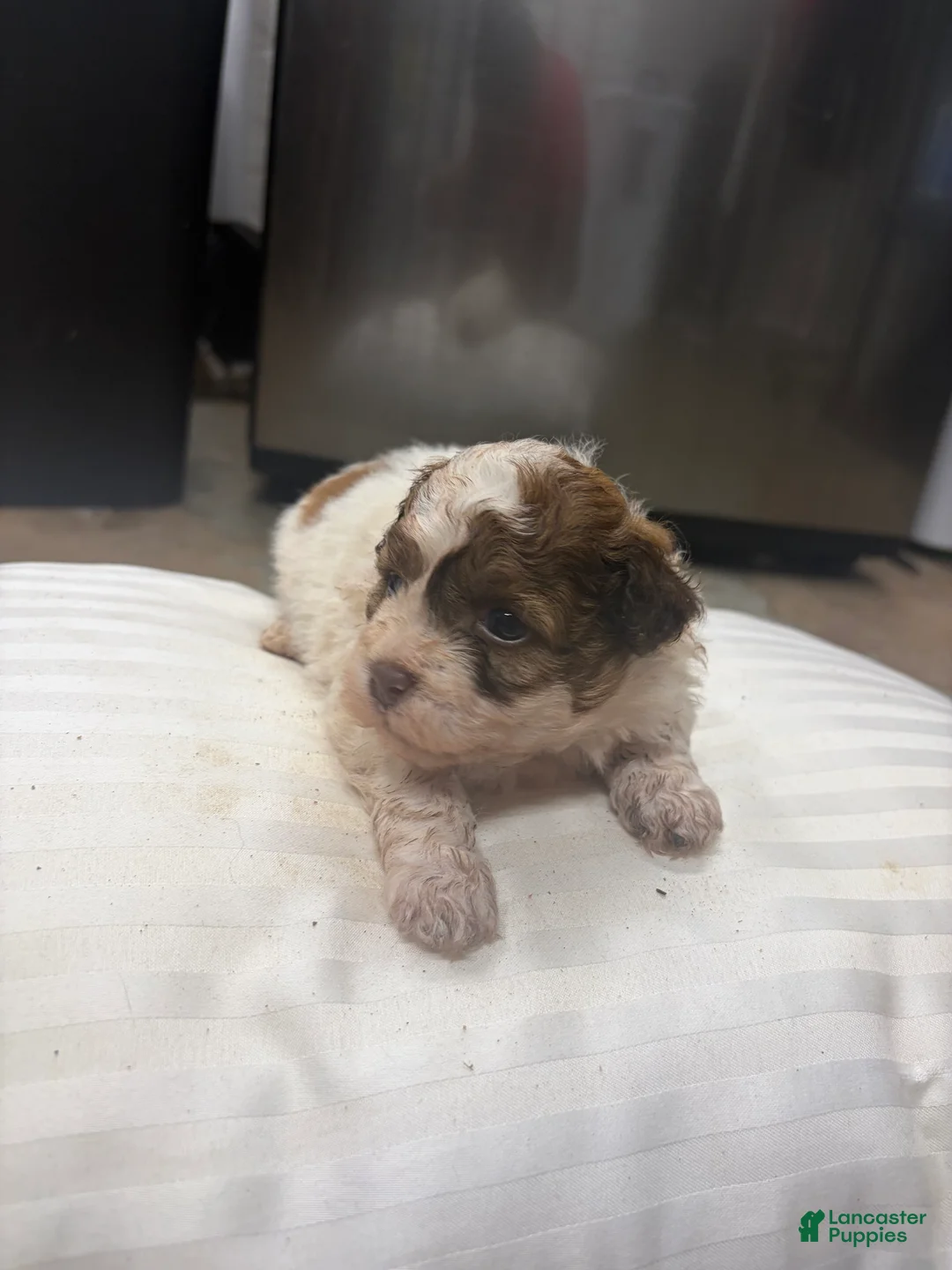Mixed Breed dogs for sale: Prince - Ad 2