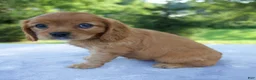 Mixed Breed dogs for sale: Raven - Ad 6