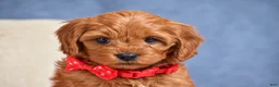 Cavapoo dogs for sale: Faith - Ad 3