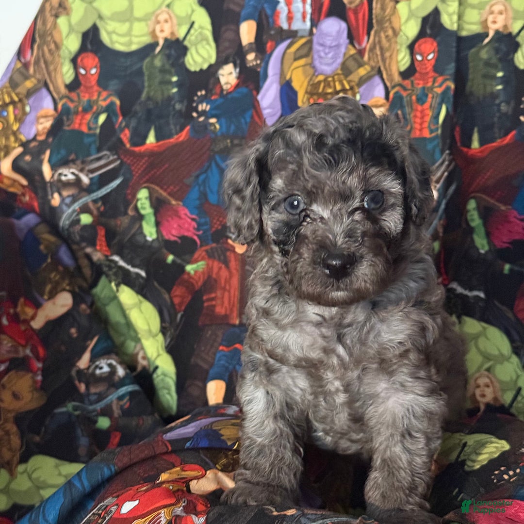 Mini Goldendoodle dogs for sale: Chase - Ad 1