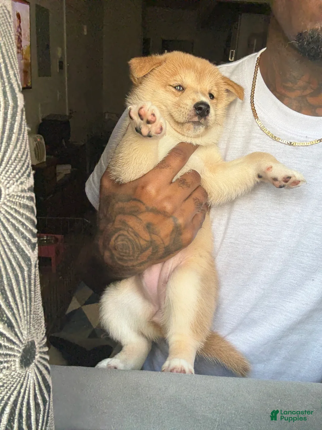 Shiba Inu dogs for sale: Chanel - Ad 11