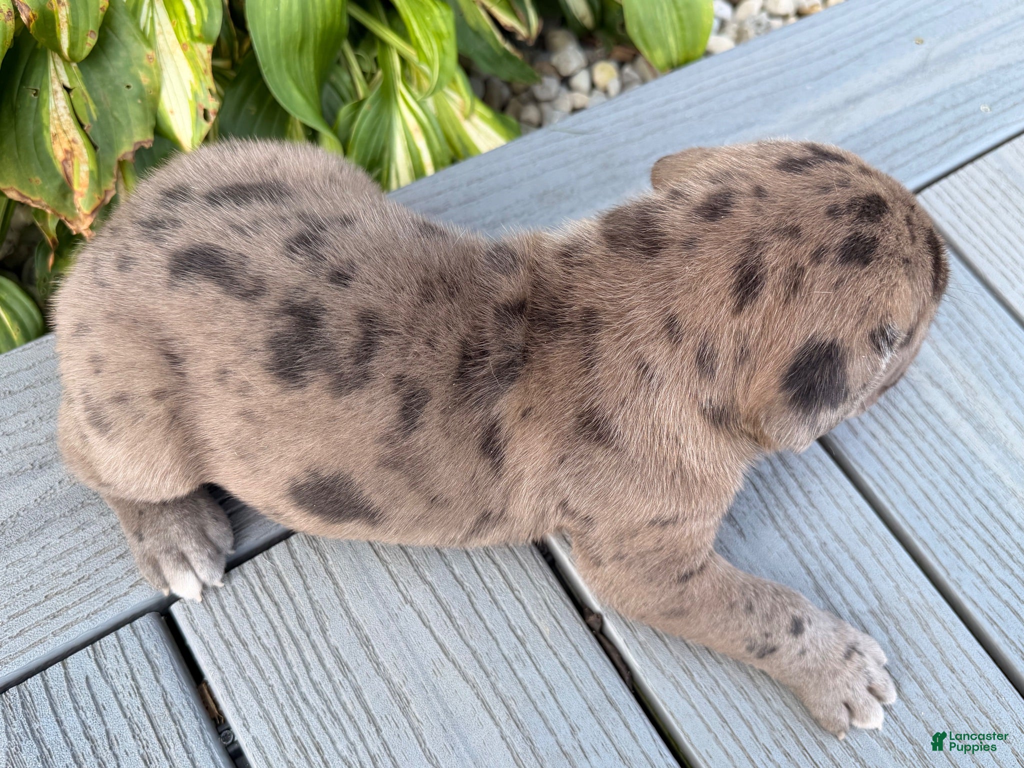 Great Dane dogs Andy  - Ad 2