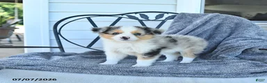 Benji
