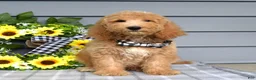 Goldendoodle dogs for sale: Jackson - Ad 10