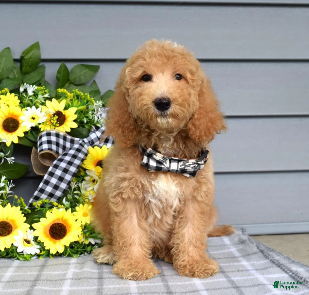 Goldendoodle dogs for sale: Jackson - Ad 10