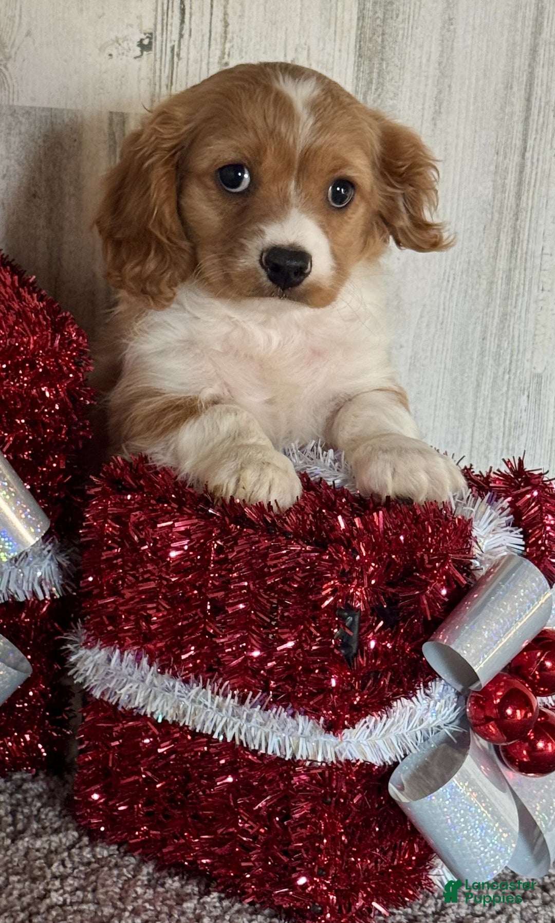 Cavapoo dogs for sale: Dasher - Ad 6