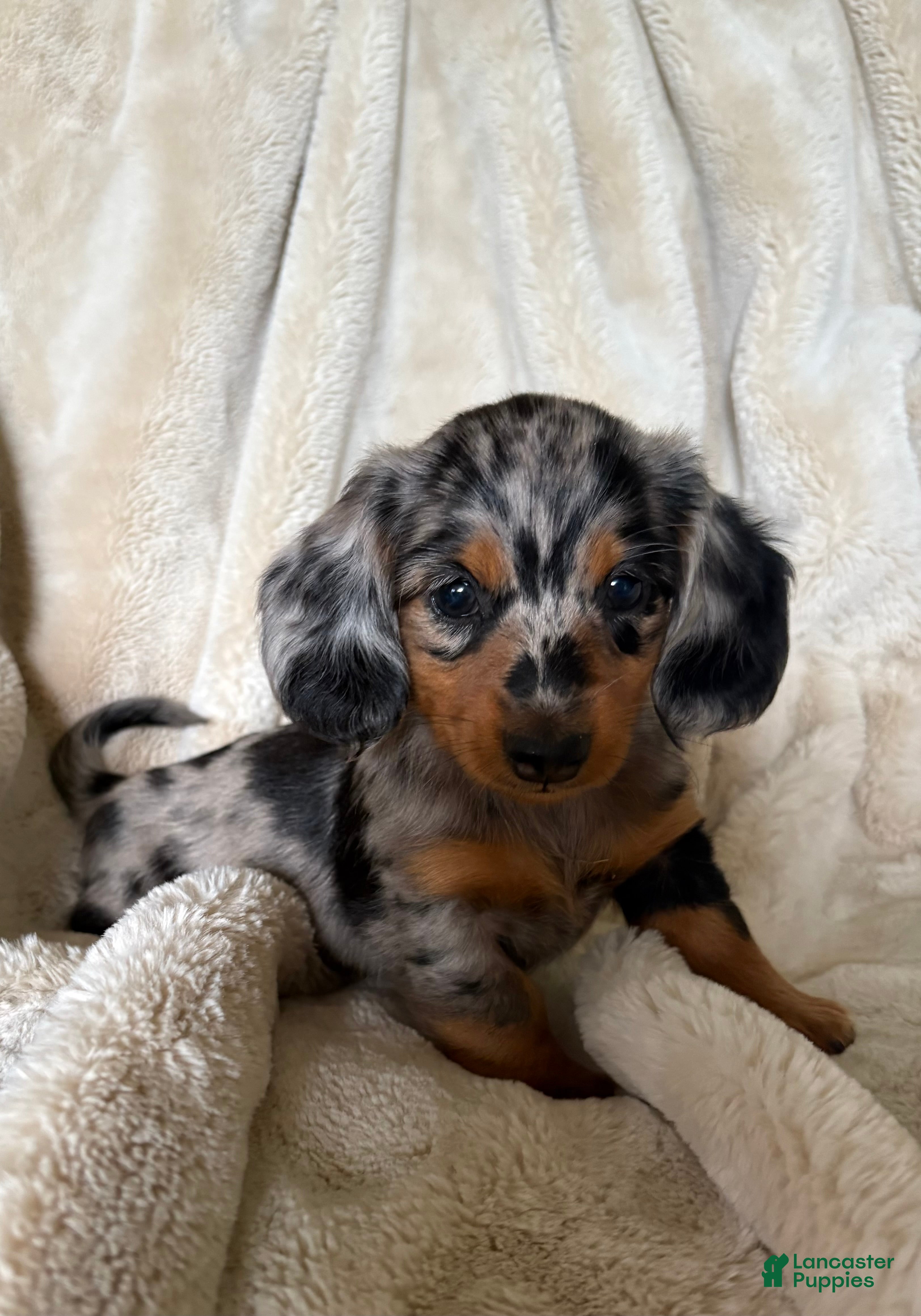 Miniature Dachshund dogs Sebastian - Ad 1