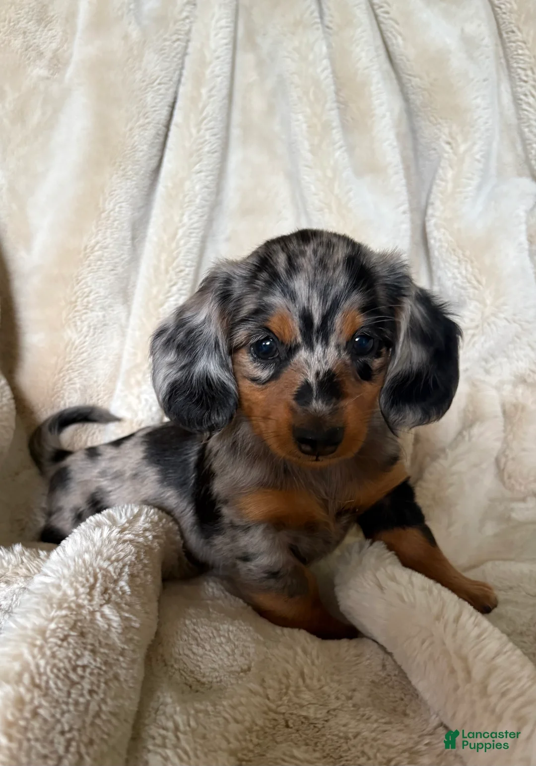Miniature Dachshund dogs for sale: Sebastian - Ad 1