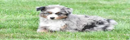 Miniature Australian Shepherd dogs for sale: Weston - Ad 3