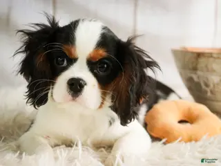 Cavalier King Charles Spaniel dogs Chester - Ad 27
