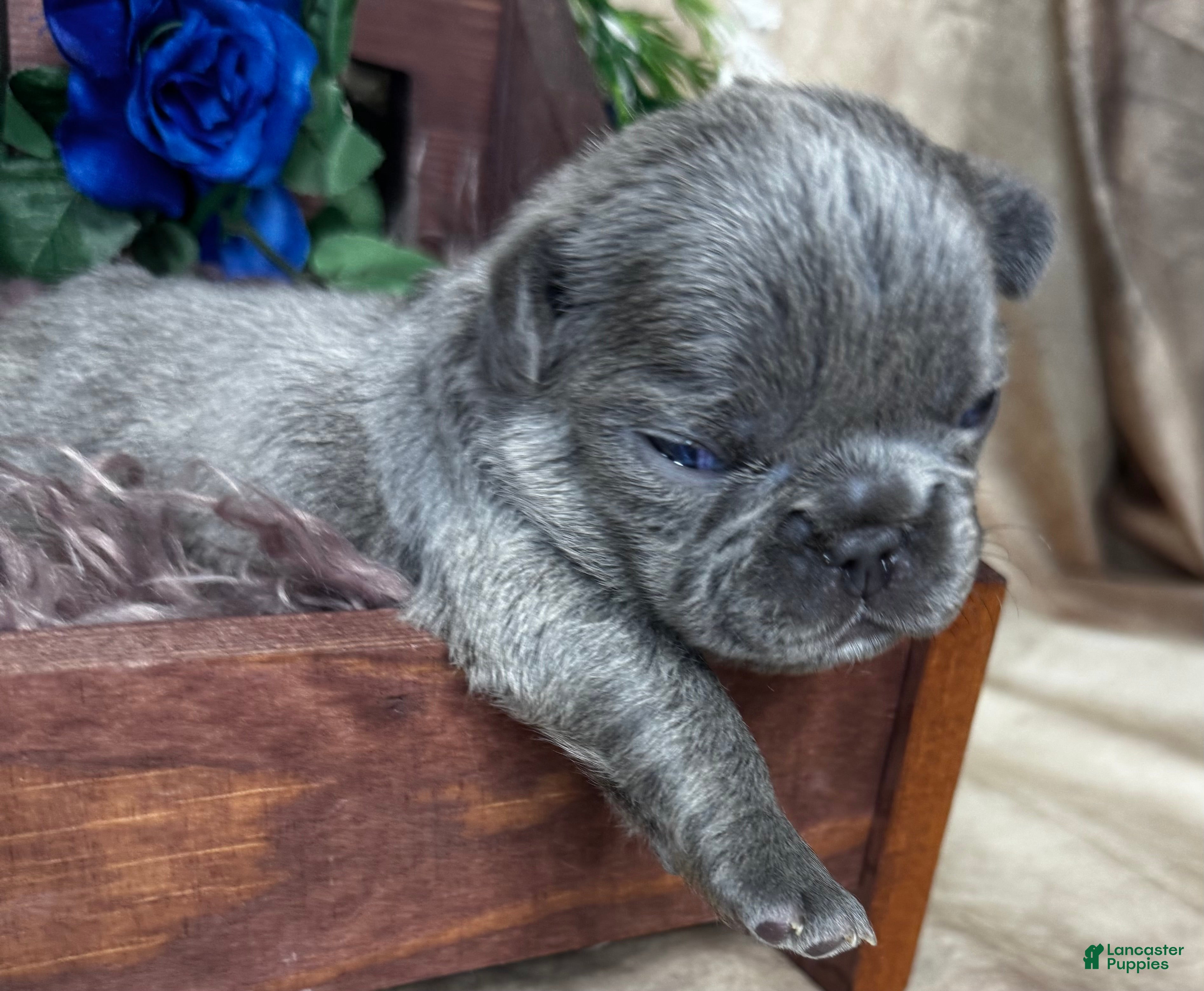 French Bulldog dogs EROS - Ad 37