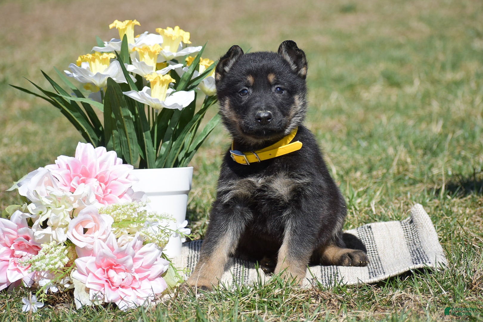 German Shepherd dogs Emma - Ad 1