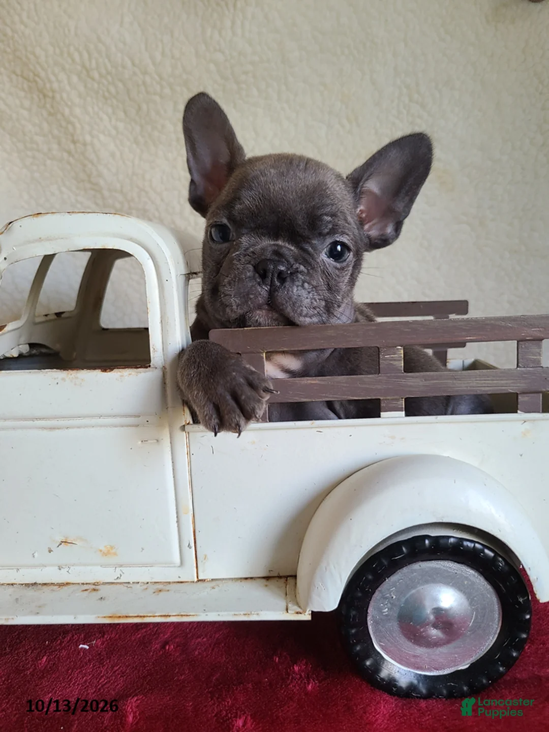 Frenchton dogs for sale: Jace - Ad 2