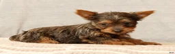 Yorkshire Terrier dogs for sale: Honey - Ad 5